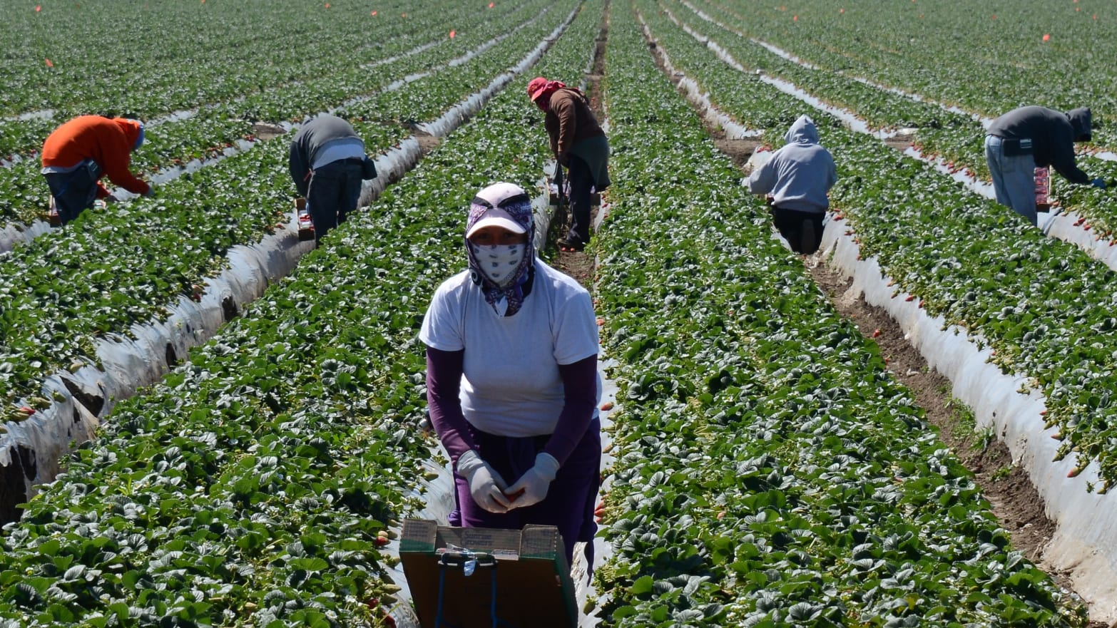 We need to stop arguing for the expansion of the modern-slave system